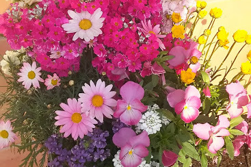 宇都宮市ハートフルにわの歯科医院春の花